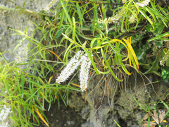 Veronica stenophylla
