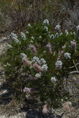 Paranomus abrotanifolius