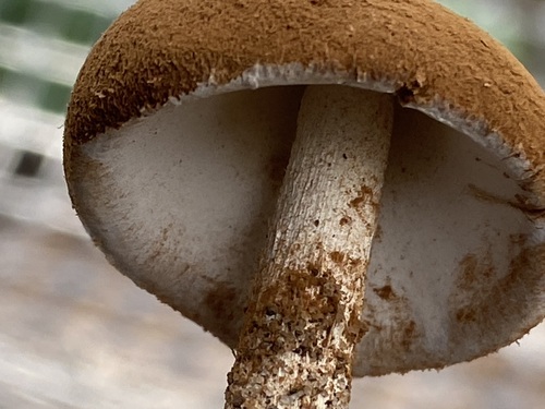 iNaturalist observation photo of Sandy Stilt-puffball
