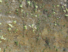 Veronica stenophylla