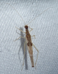 Xabea levissima