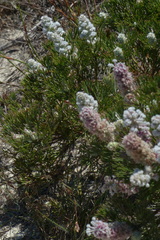 Paranomus abrotanifolius