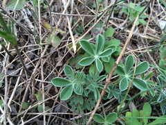 Lupinus texensis