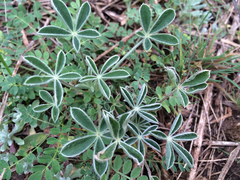 Lupinus texensis