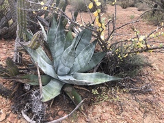 Agave azurea