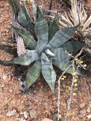Agave azurea