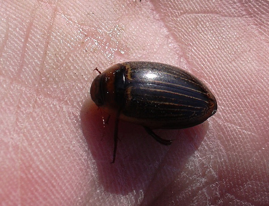 Hydaticus continentalis