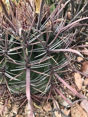 Ferocactus peninsulae