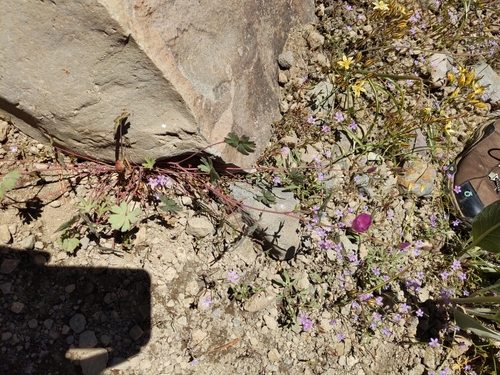 Image of Sidalcea glaucescens by no rights reserved