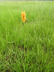 Platycoryne guingangae