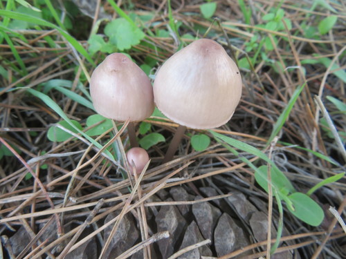 Mycena seynii