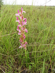 Disa verdickii