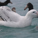 Albatros Errante - Photo (c) peterlanglands, algunos derechos reservados (CC BY-NC)