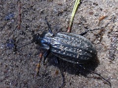 Carabus clatratus