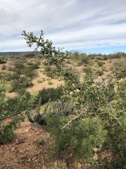 Atamisquea emarginata