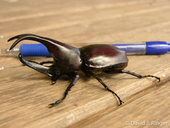 Xylotrupes macleayi szekessyi