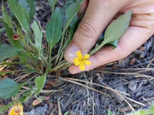 Image of Viola pinetorum by no rights reserved