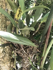 Epidendrum stamfordianum