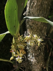 Epidendrum stamfordianum