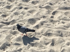 Columba livia domestica
