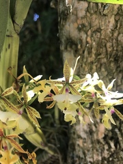 Epidendrum stamfordianum
