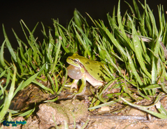 Hyla savignyi
