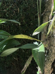Laelia lueddemannii, photograph (c) ldgc, some rights reserved (CC BY-SA)