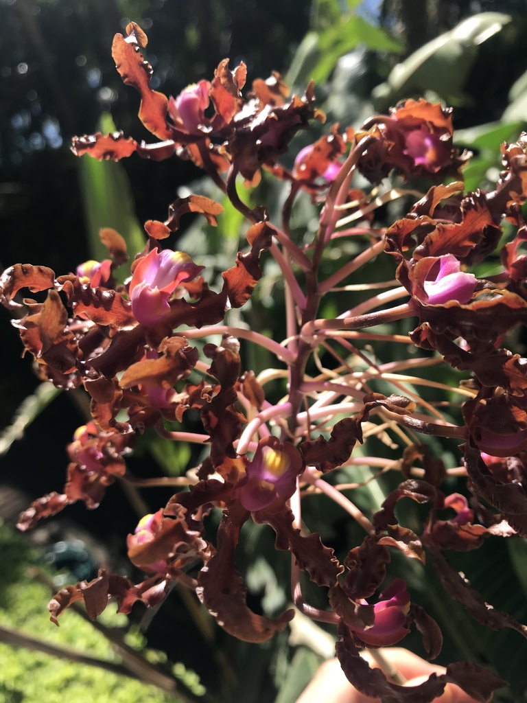 Laelia lueddemannii