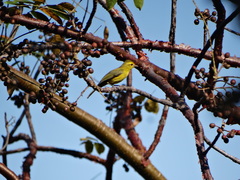 Vireo hypochryseus