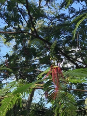 Calliandra houstoniana calothyrsus