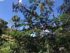 Calliandra houstoniana calothyrsus