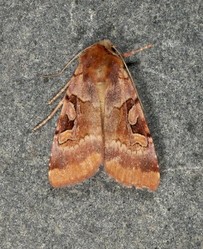 Ruby Dart photo 5