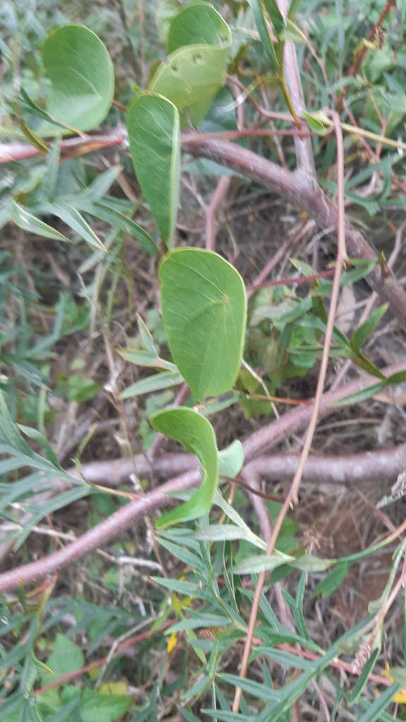tapevine-from-wilsons-pocket-qld-4570-australia-on-july-26-2023-at-03