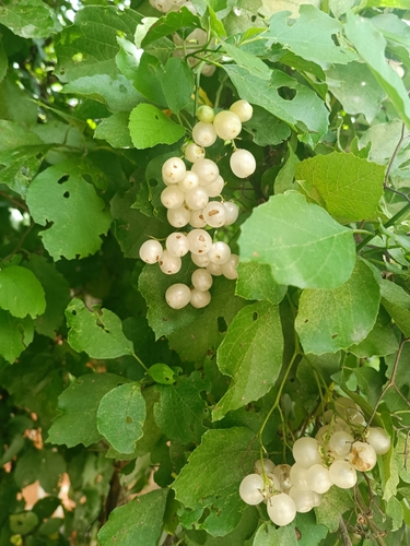 Cordia dentata (Cordia dentata)