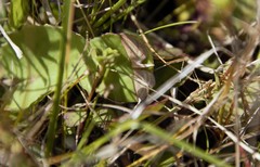 Leptostales laevitaria