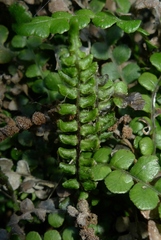 Blechnum blechnoides
