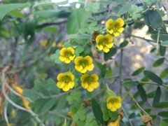 Tropaeolum brachyceras