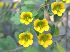 Tropaeolum brachyceras
