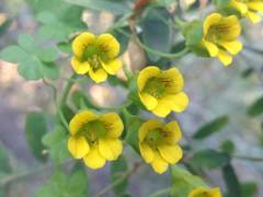 Tropaeolum brachyceras