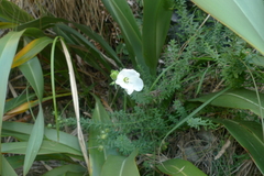 Linum monogynum monogynum