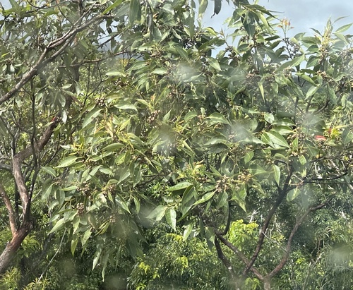 Large-fruited Red Mahogany (Eucalyptus pellita)