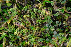 Limnanthes macounii