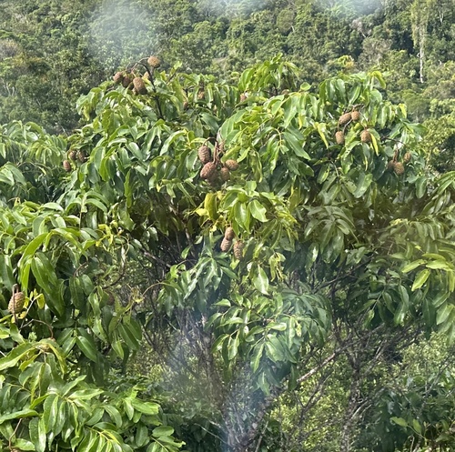 Flindersia bourjotiana