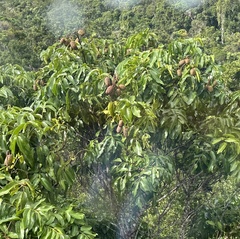 Flindersia bourjotiana
