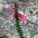 Fuchsia Heath - Photo (c) Peter Zika, some rights reserved (CC BY-NC), uploaded by Peter Zika