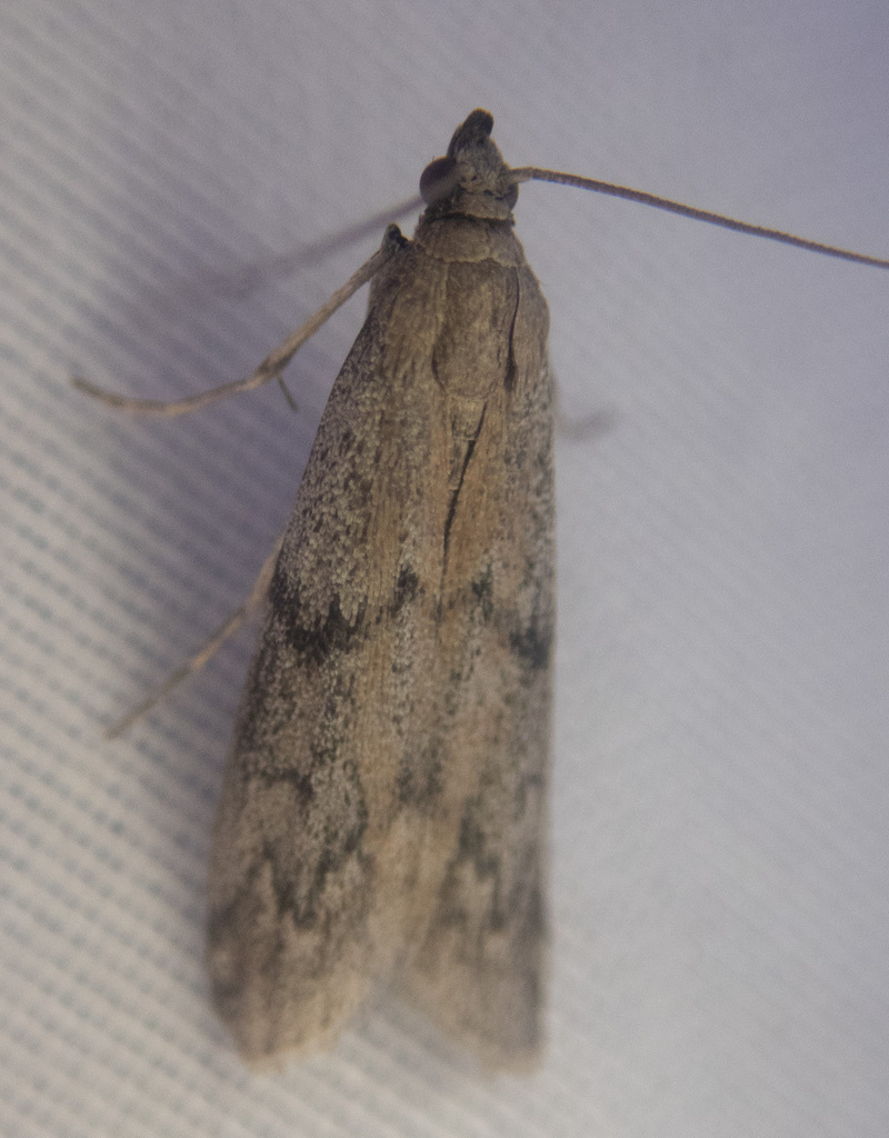 Beehive Honey Moth