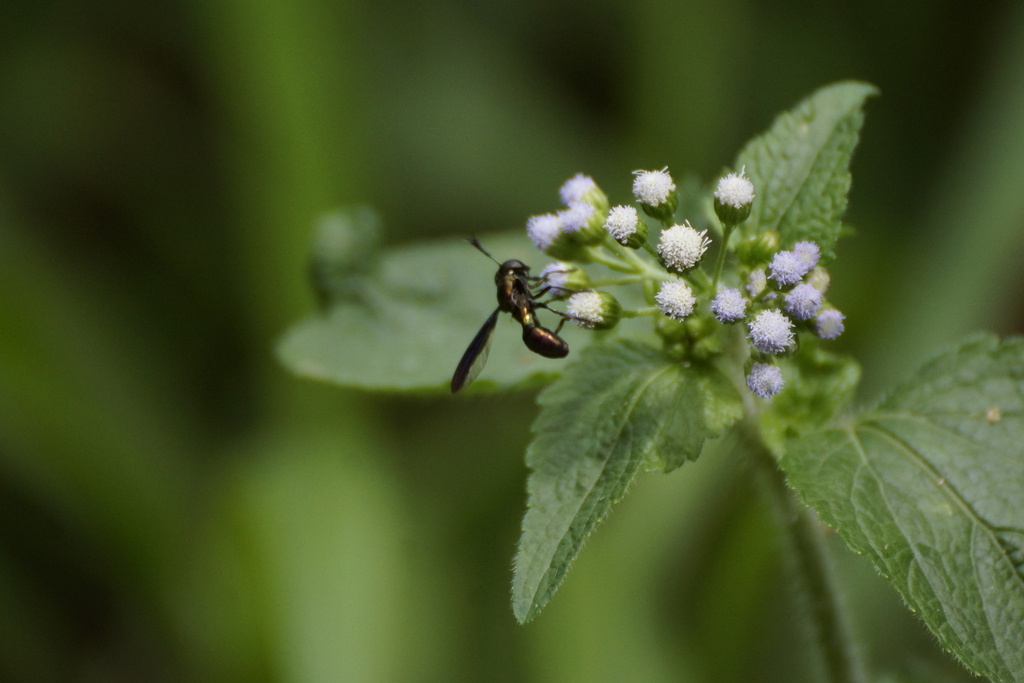Polybiomyia smaragdina
