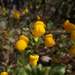 Calceolaria glandulosa - Photo (c) javichinga, some rights reserved (CC BY-NC), uploaded by javichinga