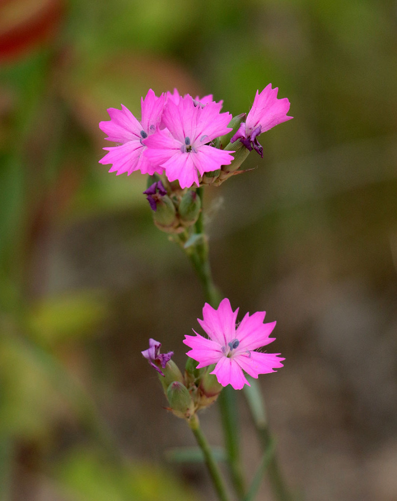 Carnation