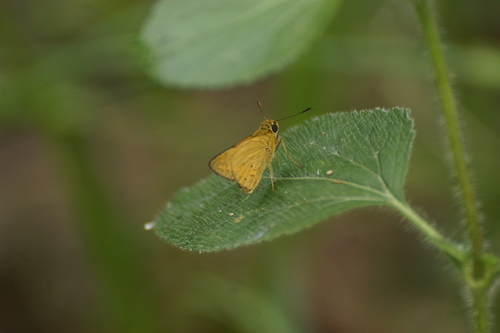 Photo of Pale Palm Dart (Telicota colon)